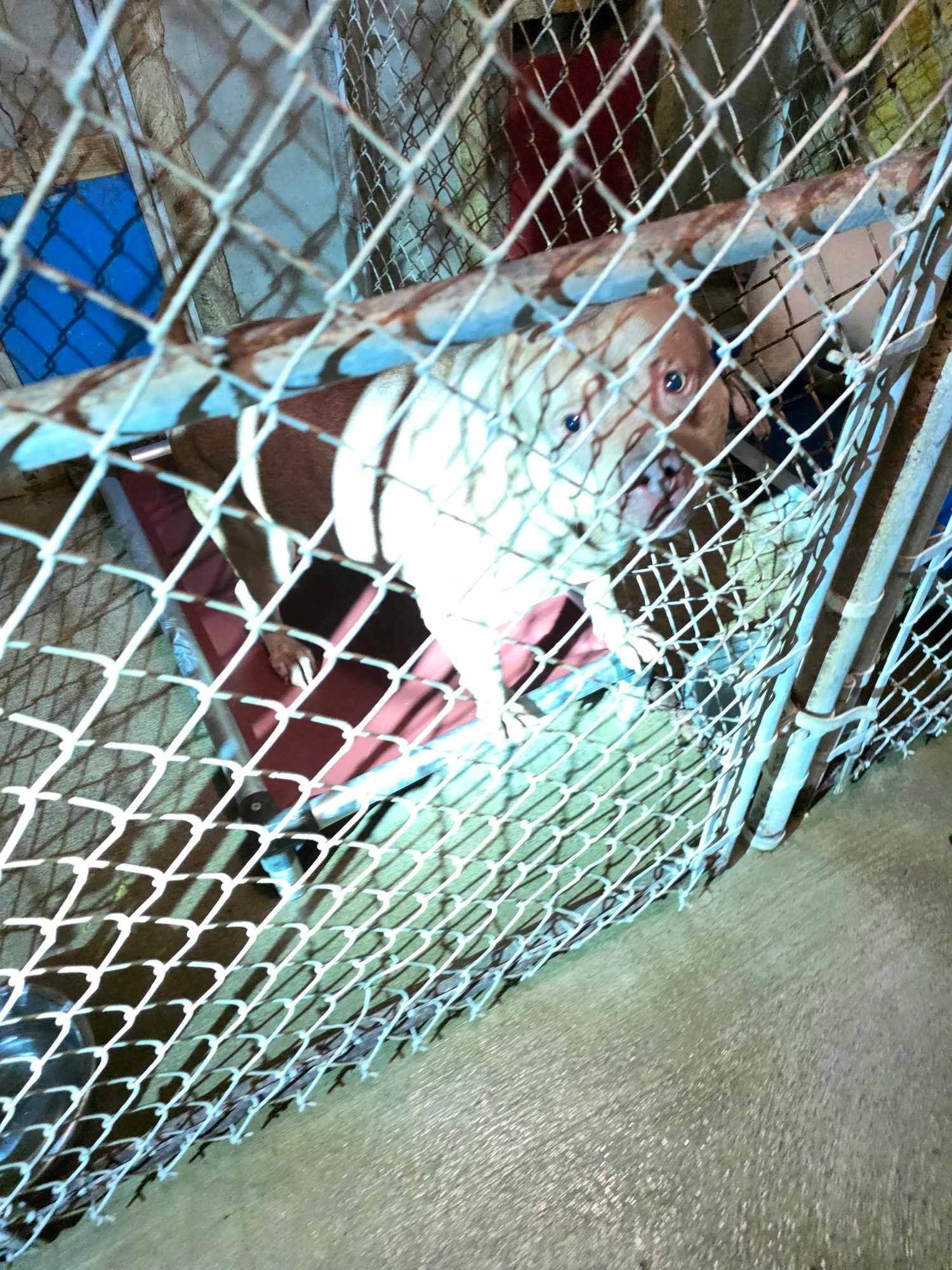 BCAC kennel conditions