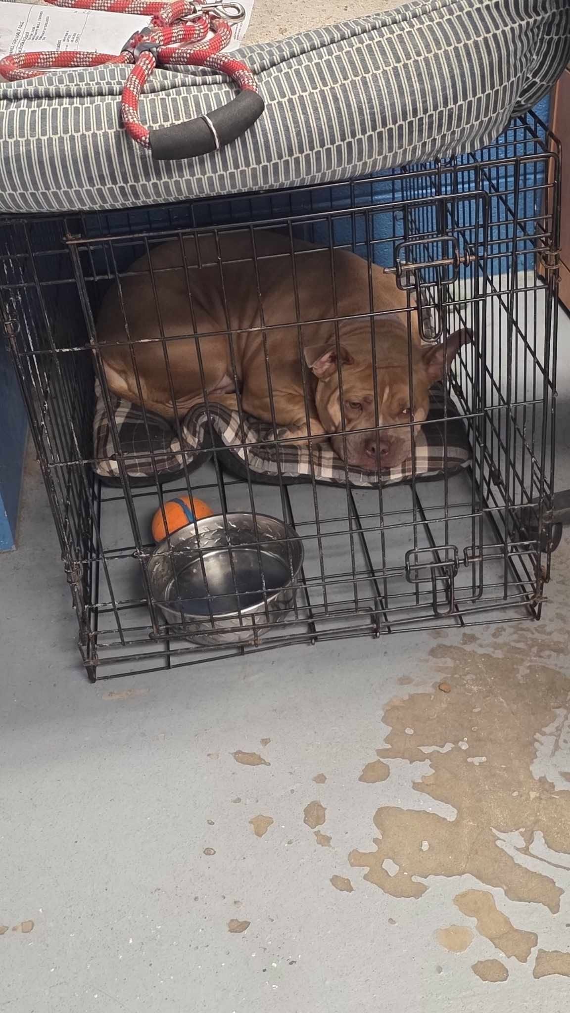 A puppy at BCAC