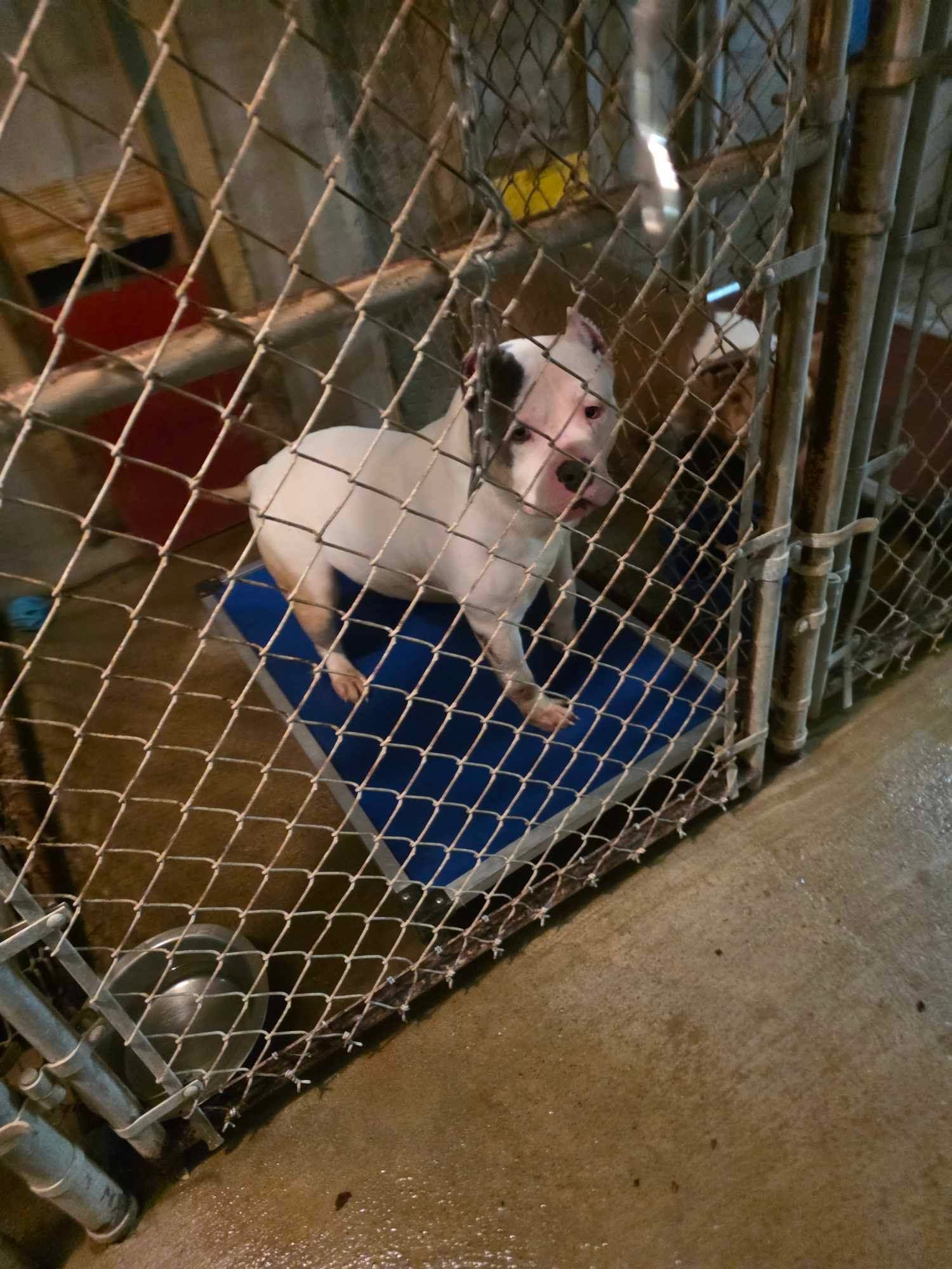 BCAC kennel
