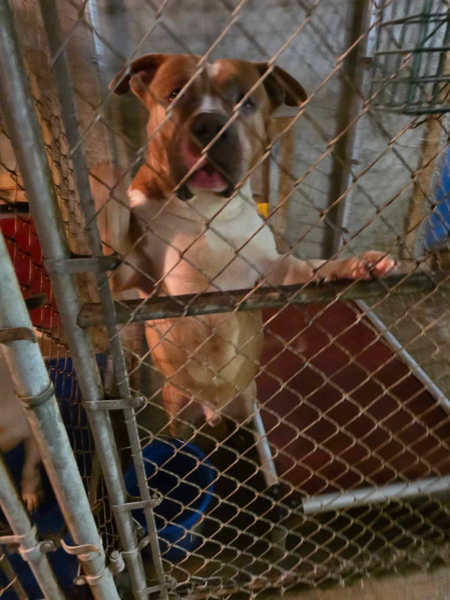 Off-site facility dog